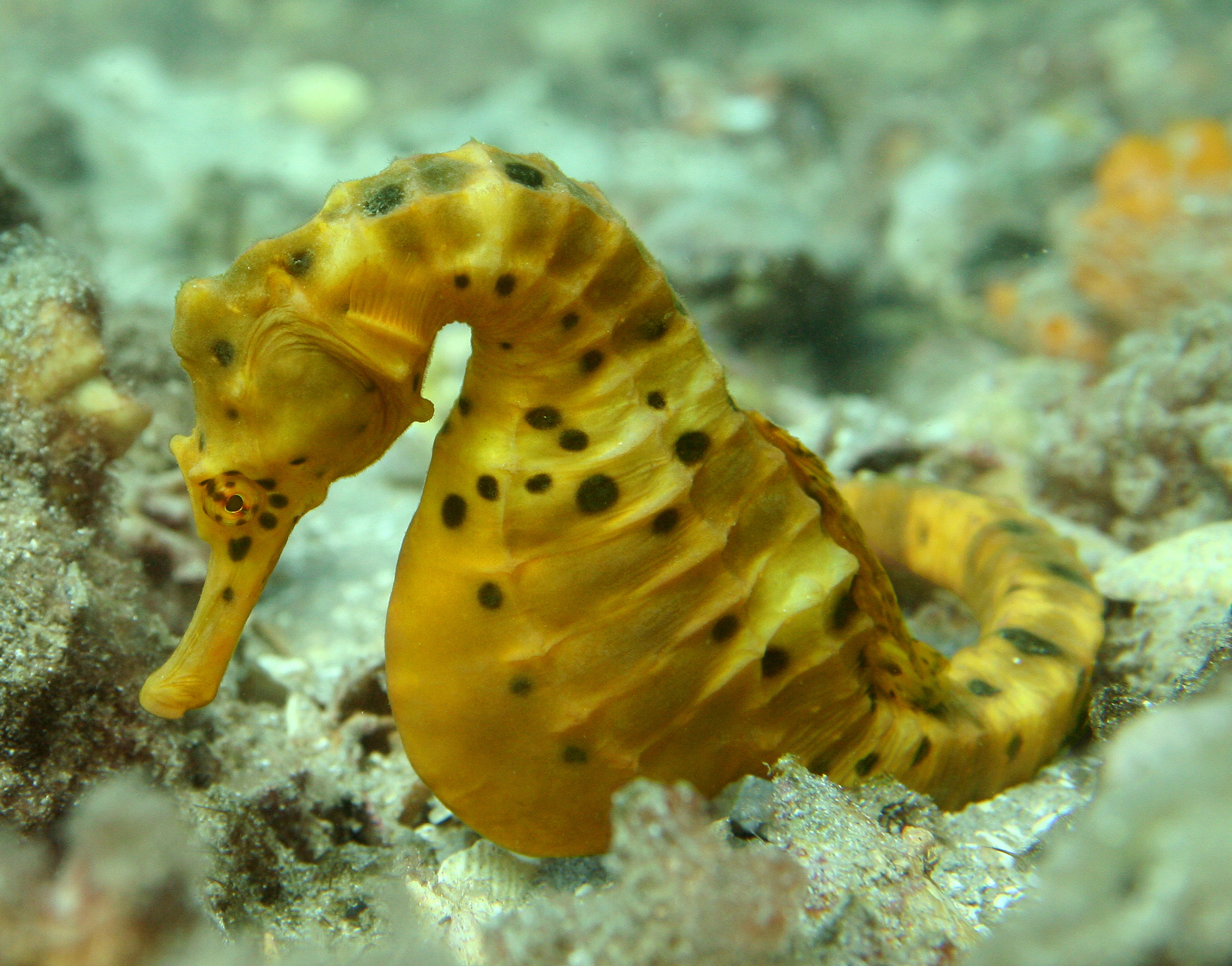 Bright yellow seahorse with dark brown spots awaits a mate as it rests among soft corals on the sandy bottom