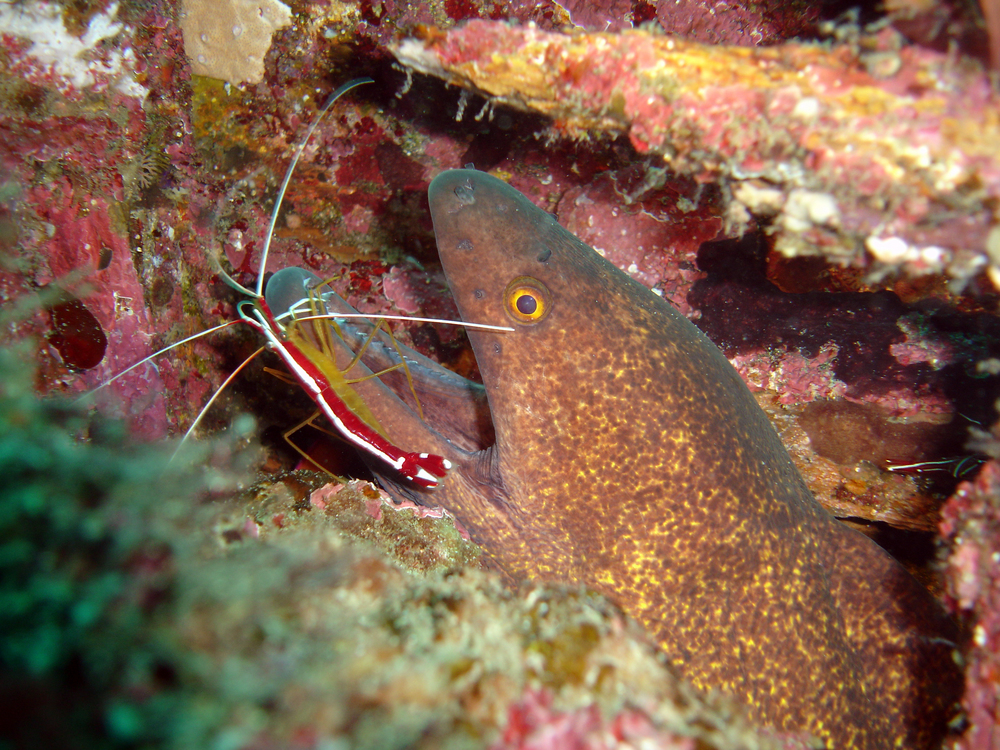 Moray eel visits cleaning station in which cleaner shrimp removes particles from its teeth