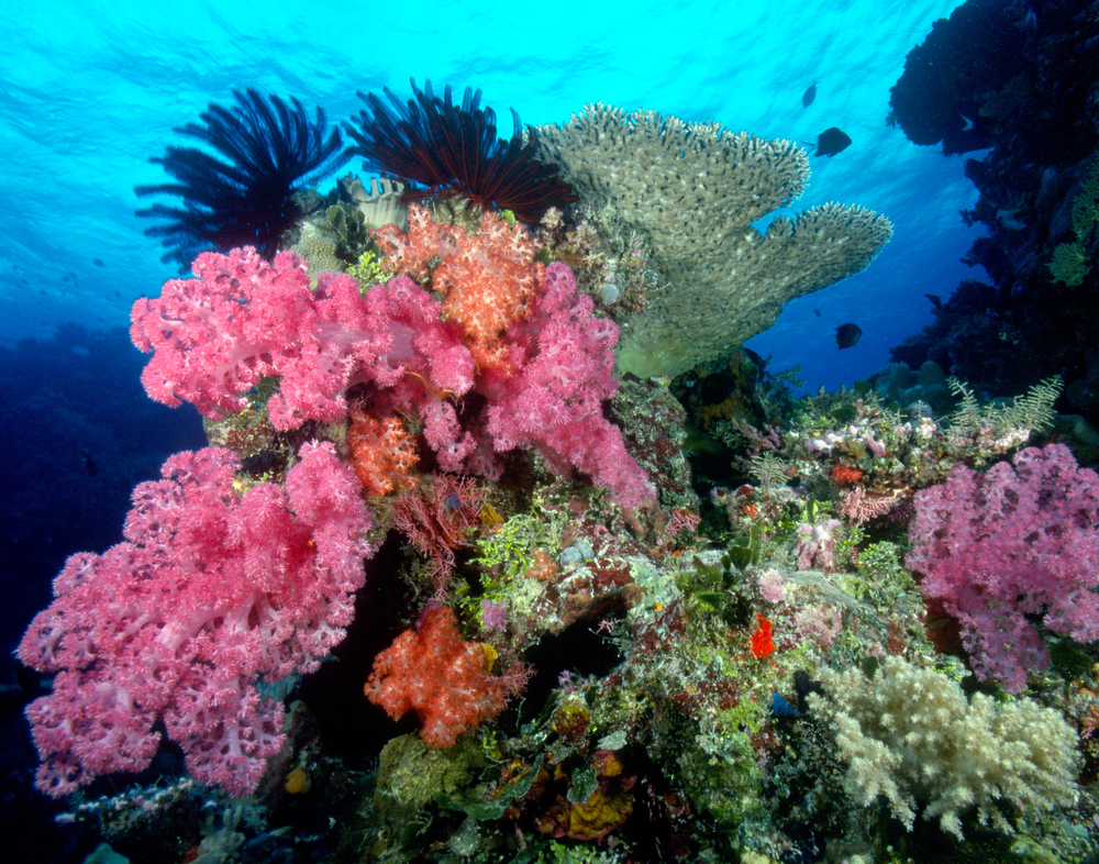 A colorful array of pink and orange carnation and tree corals nestle among other coral structures providing the perfect backdrop for underwater photos