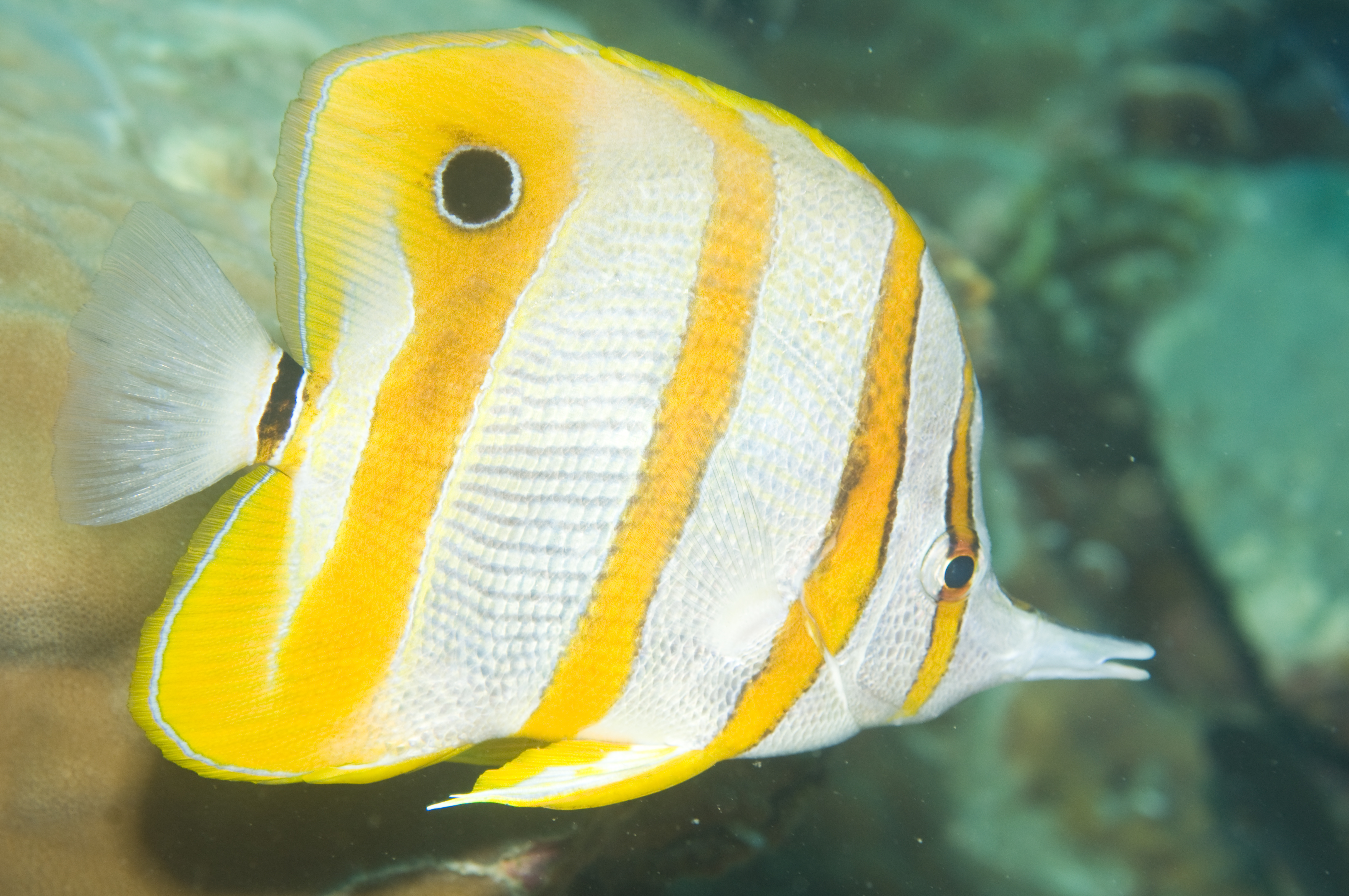 A copperband butterflyfish poses for photos with its bright yellow banding and long snout
