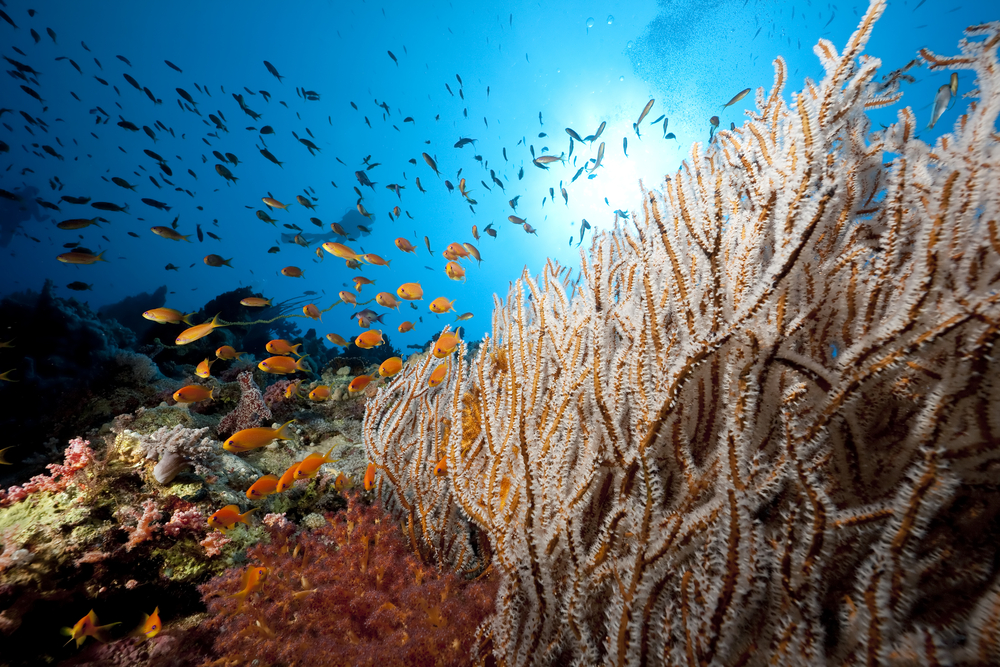 Red, white, and pink corals line the reef providing nutrients to reef fish and other marine life; your help is need to conserve our coral reefs and the lives that inhabit them