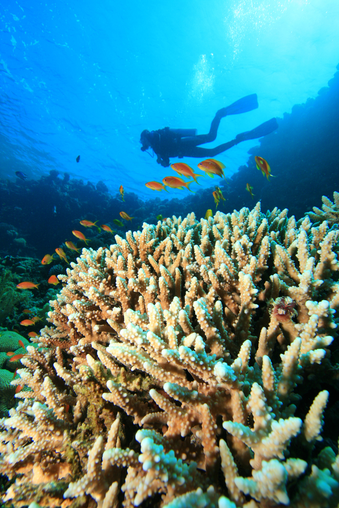 Diver explores the coral reefs in Indonesia where marine life in and around the reef is abundant