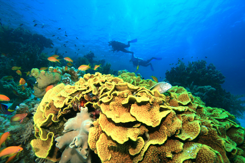 Divers in the Caribbean Sea experience great underwater visibility as the explore lettuce corals, reef fish, and other interesting marine creatures