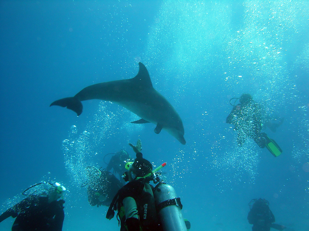 Several divers engage with a friendly dolphin on their dive