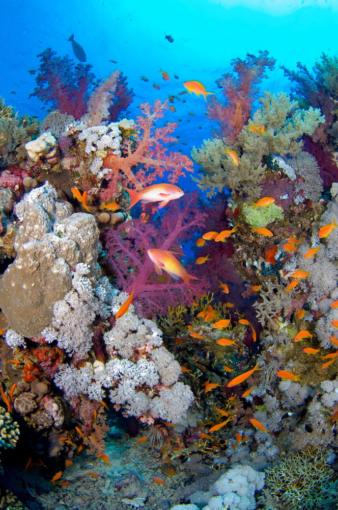 A variety of corals and reef fish inhabit many of the coral reefs found around the world