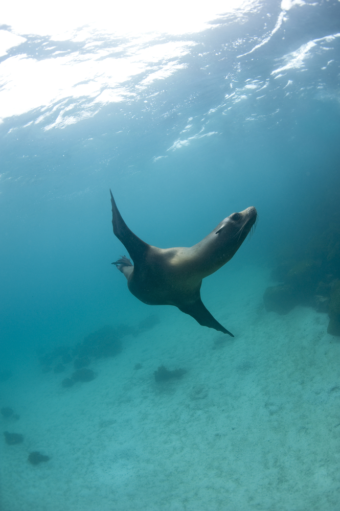 UW photographer using a high shutter speed captures a fast moving seal while on a photography mission