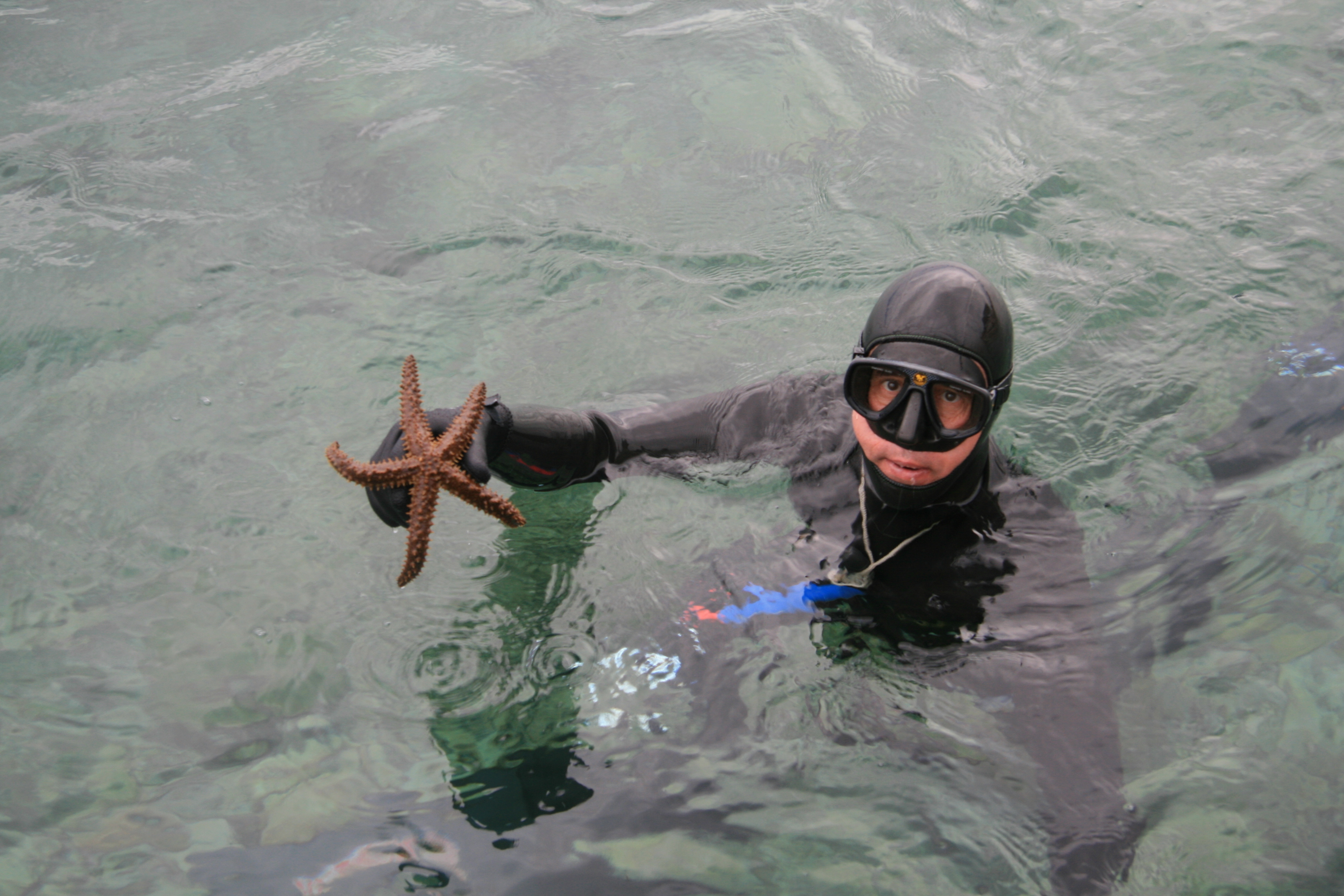Freediver in well insulated wetsuit returns to the surface with a starfish