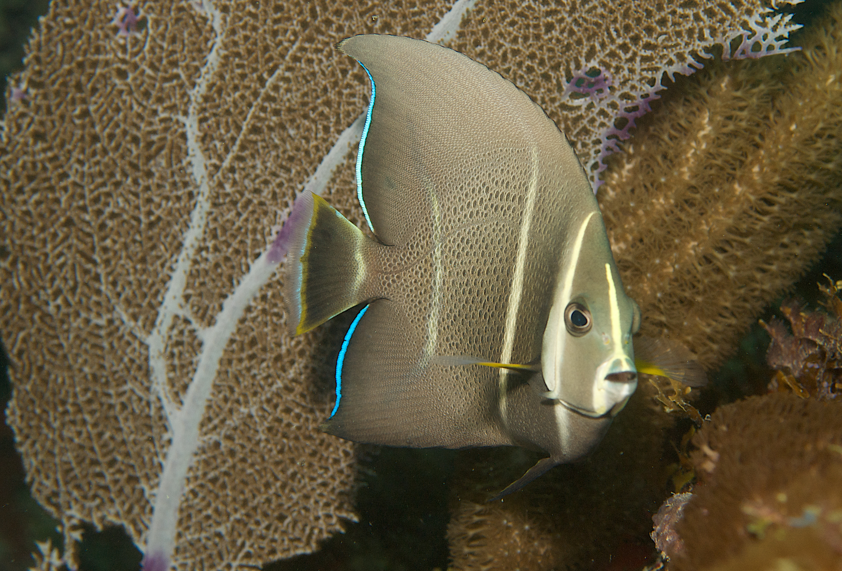 Gray angelfish swimming towards an underwater photographer with bright gorgonian in the backdrop 