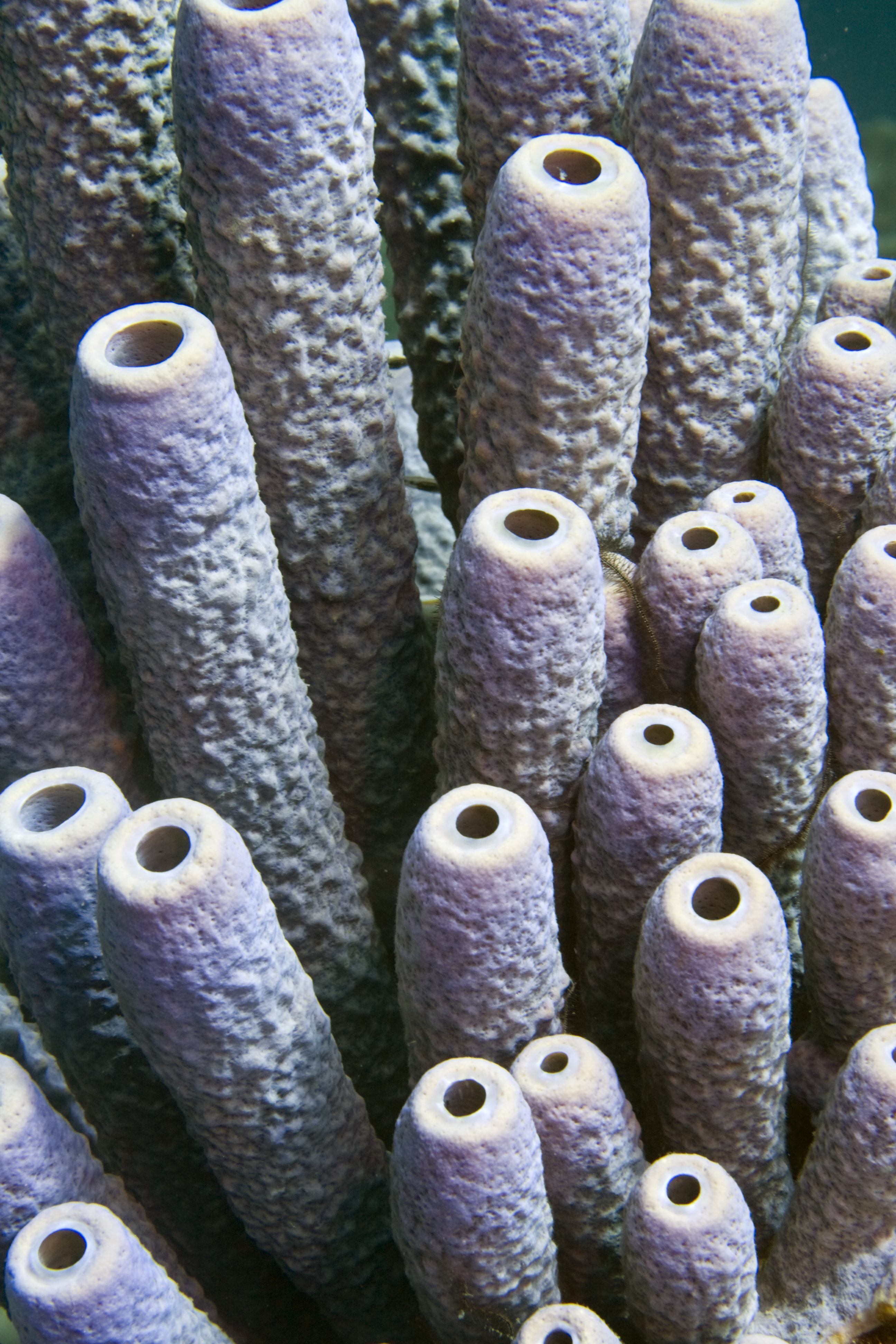Close up view of lavender tube sponges on the island of Bonaire