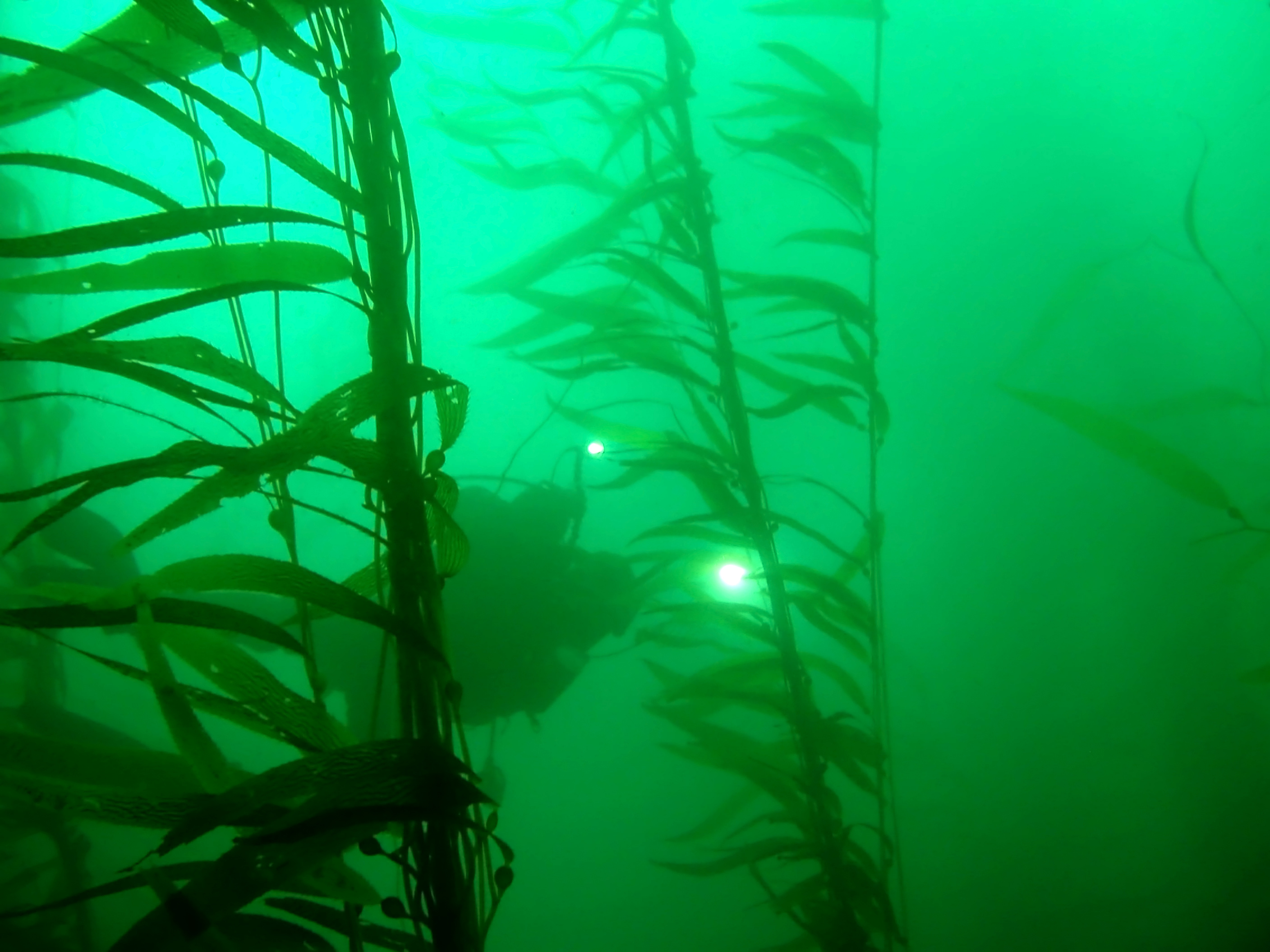 Two divers encounter low visibility while kelp diving in California