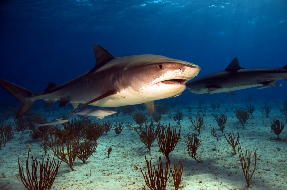 Several sharks swim around the waters of the Bahamas maturing at a much slower rate than fish and other small animals