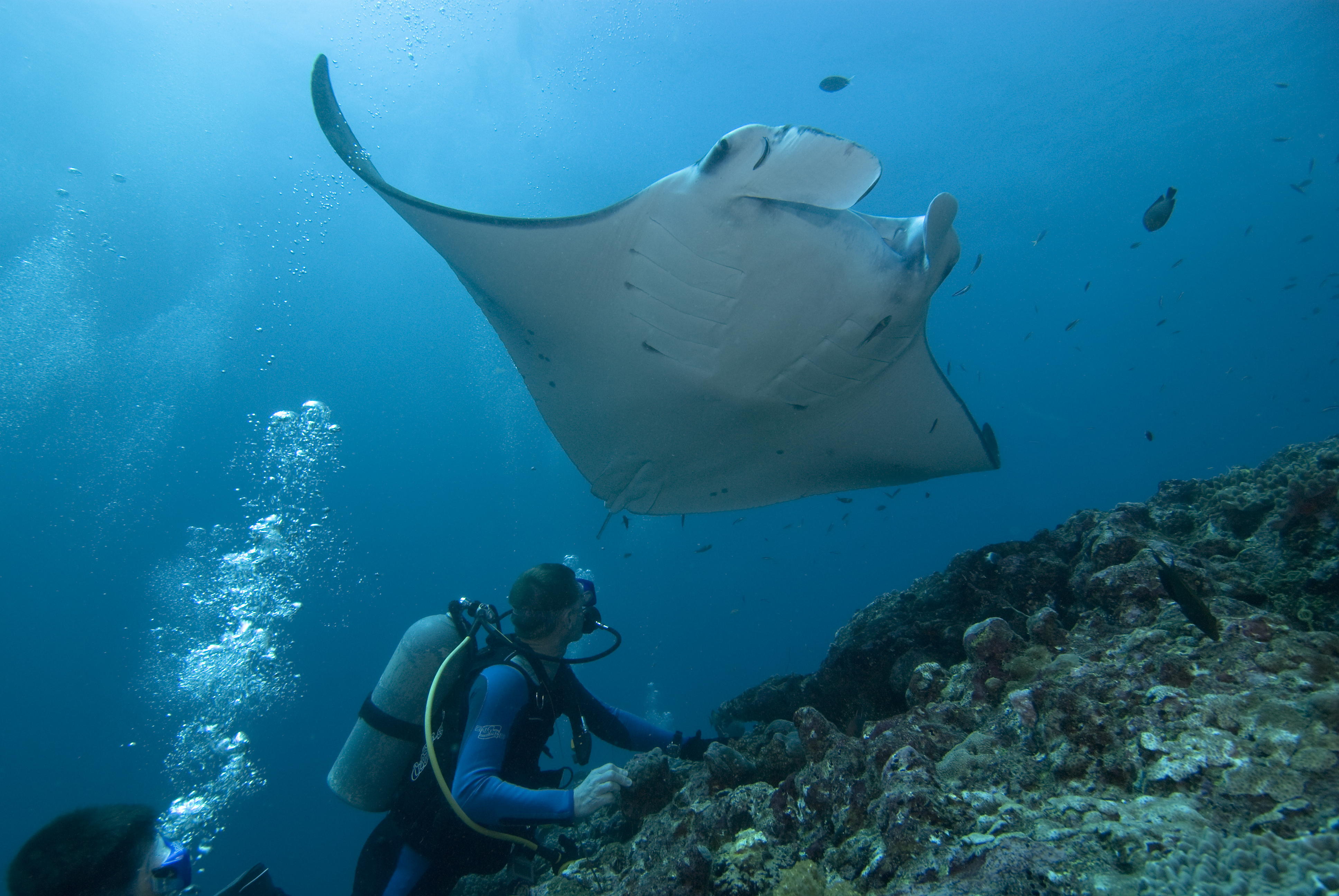 Several divers enjoy viewing the underside of a large manta ray while diving in Fiji