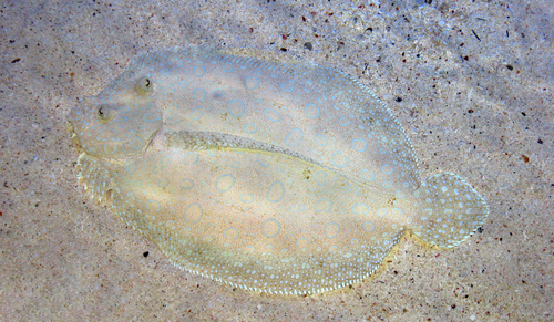 The dorsoventally compressed flounder makes it way around the sandy bottom of the warm Caribbean waters