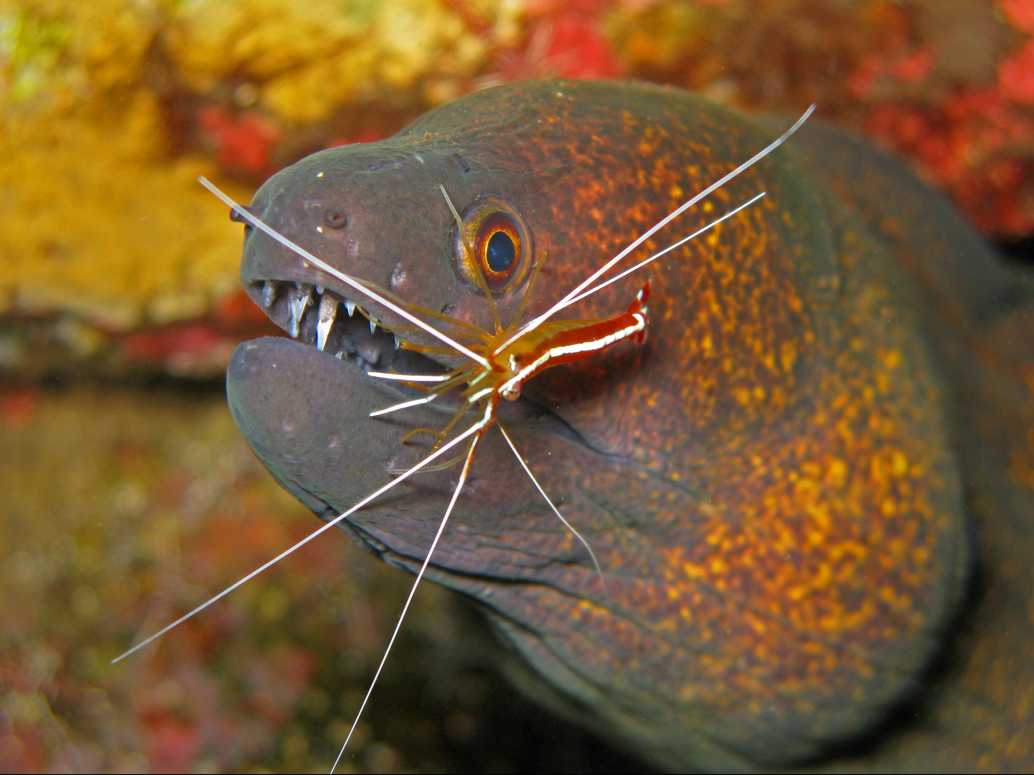Cleaner shrimp takes on the job of cleaning a moray eel of bacteria and parasites at a cleaning station in the Caribbean Sea