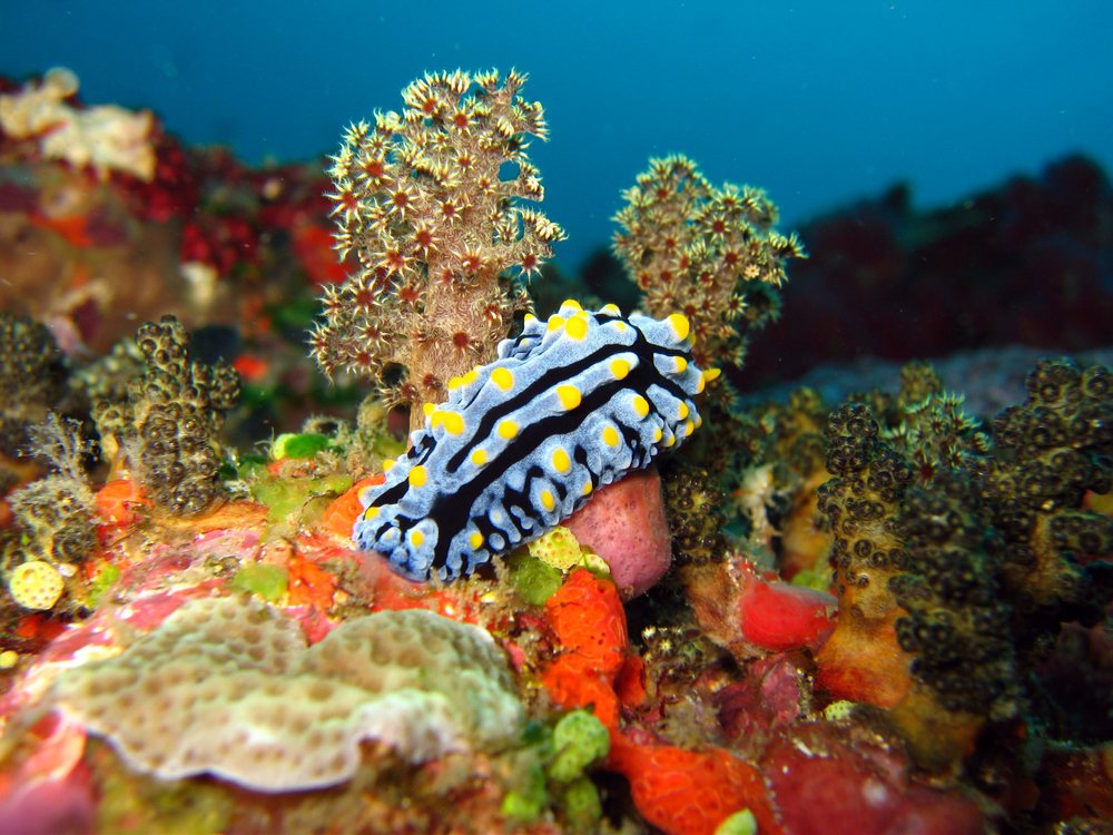 Vibrantly colored black and blue nudibranch with yellow speckles makes its way about the corals in the Caribbean Sea