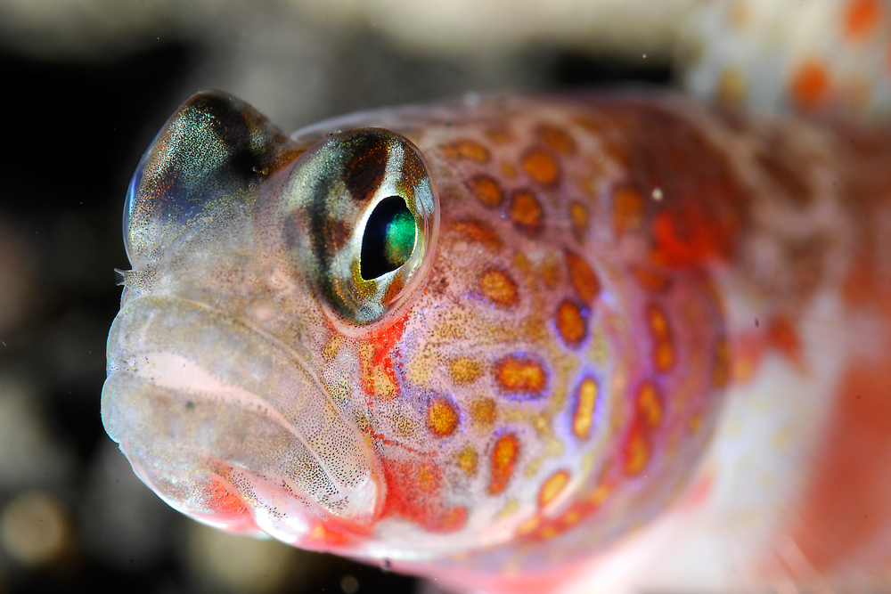 Closeup of orangespotted goby fish hovering over coral structures; not to far is his partner, the shrimp