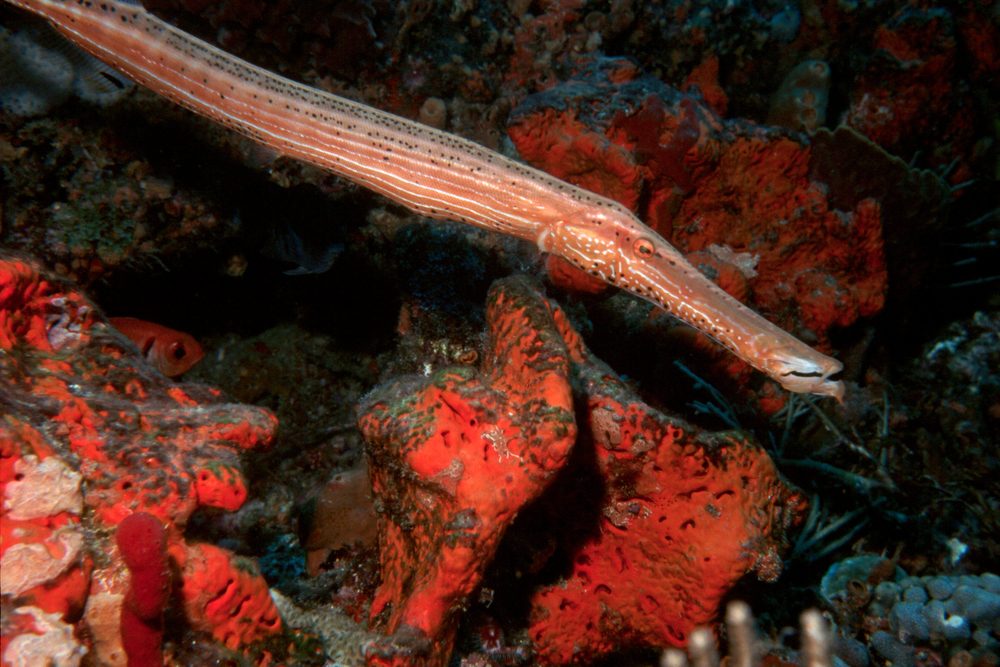 Closeup of red pipefish swimming over coral encrusted surfaces along the reef in the Caribbean