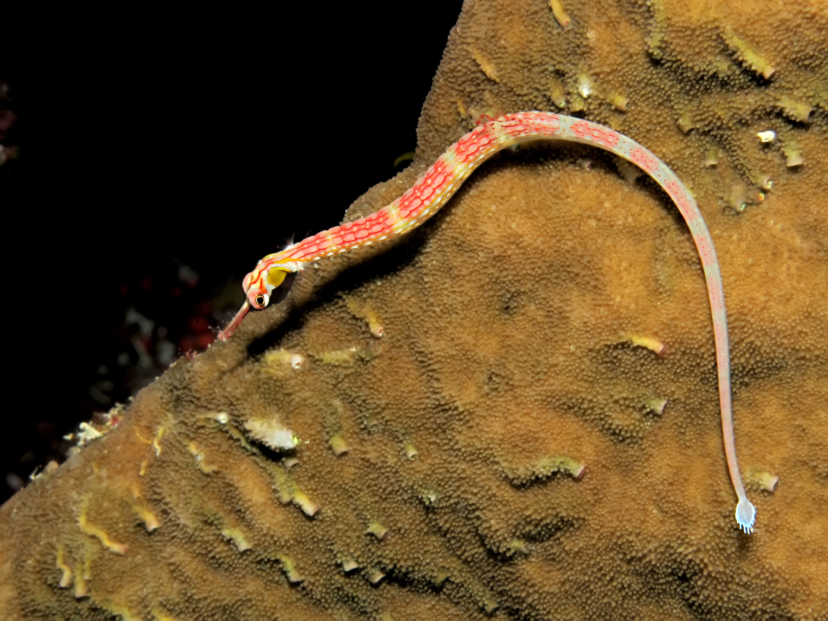 Bright pink and yellow pipefish swims about the waters of the Red Sea in Egypt at night
