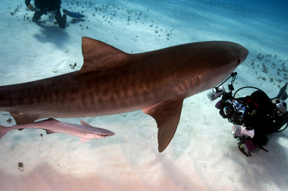 Several underwater photographers enjoy an safe encounter with a tiger shark