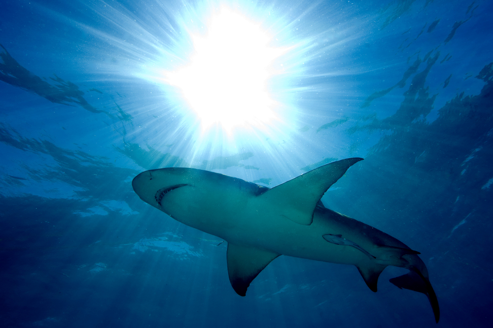 Shark swims in the shallow waters along the beach as the sun rays light up the ocean