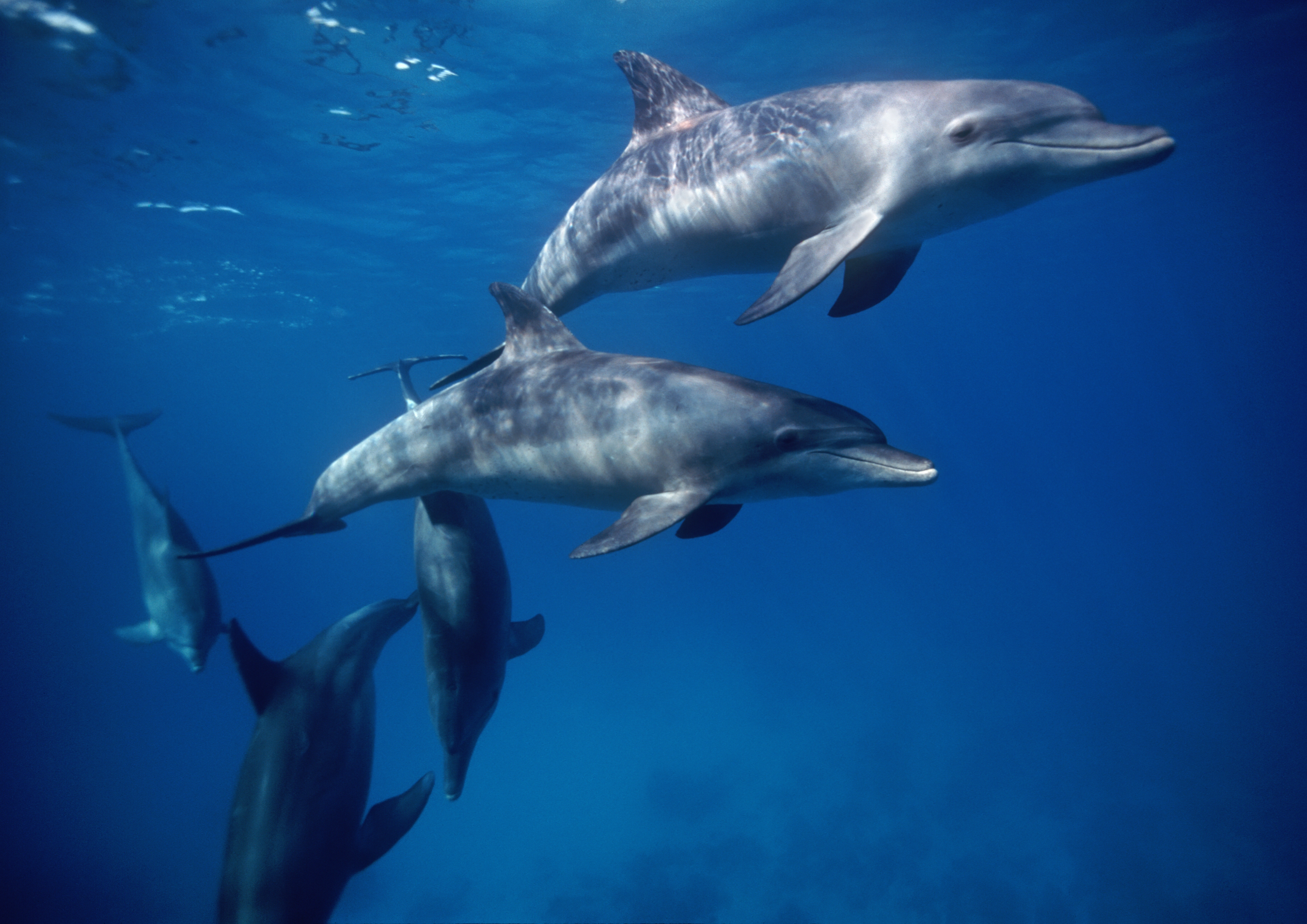 Pod of dolphins swimming and communicating with eachother, often using distinctive whistles