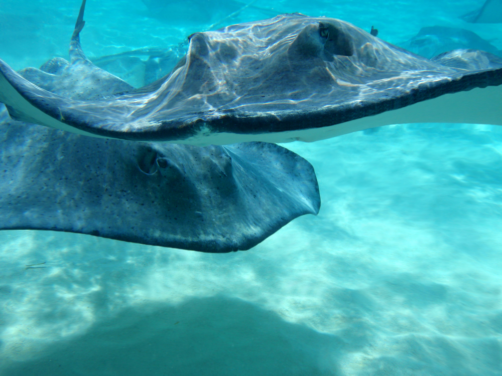 Two stingrays swim about the waters in Grand Cayman's Stingray City