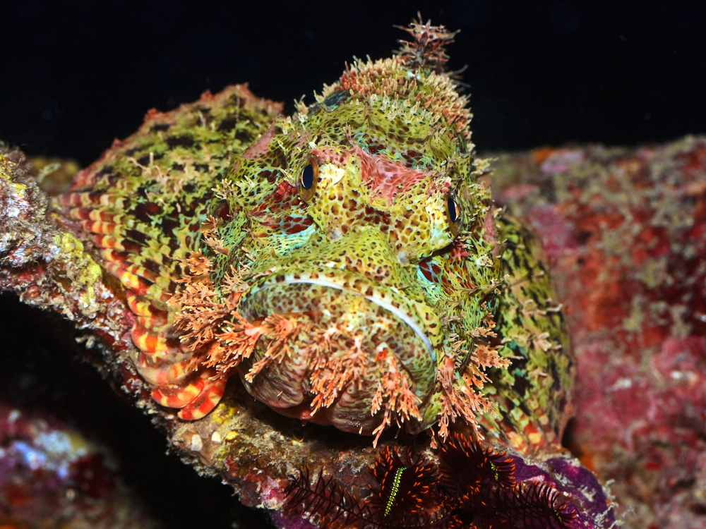 Stonefish camouflages itself with color and blends in with the colorful coral reef
