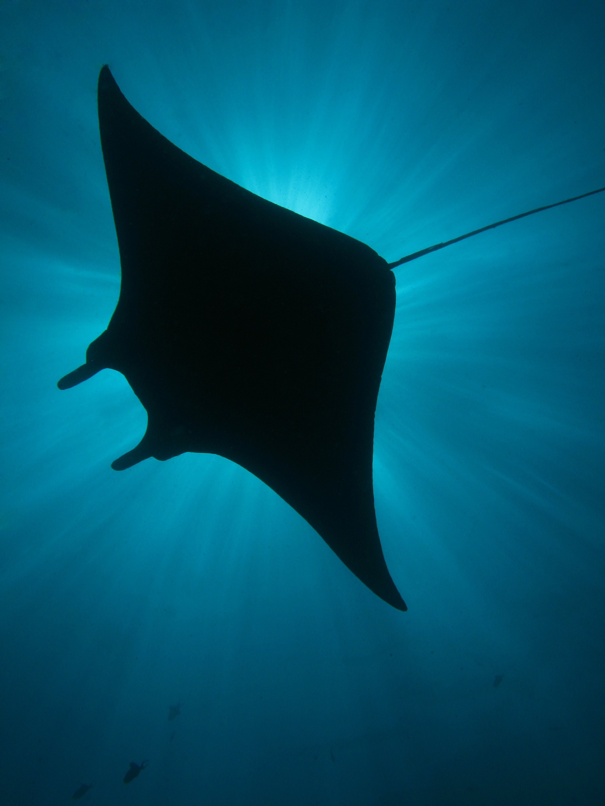A silhouette of a large manta ray swimming in the water with sunlight shining on him from above
