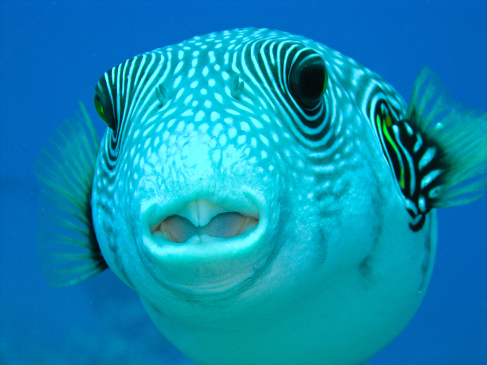 Closeup fish portrait taken by underwater photographer showing the creatures' fins, eyes, and mouth