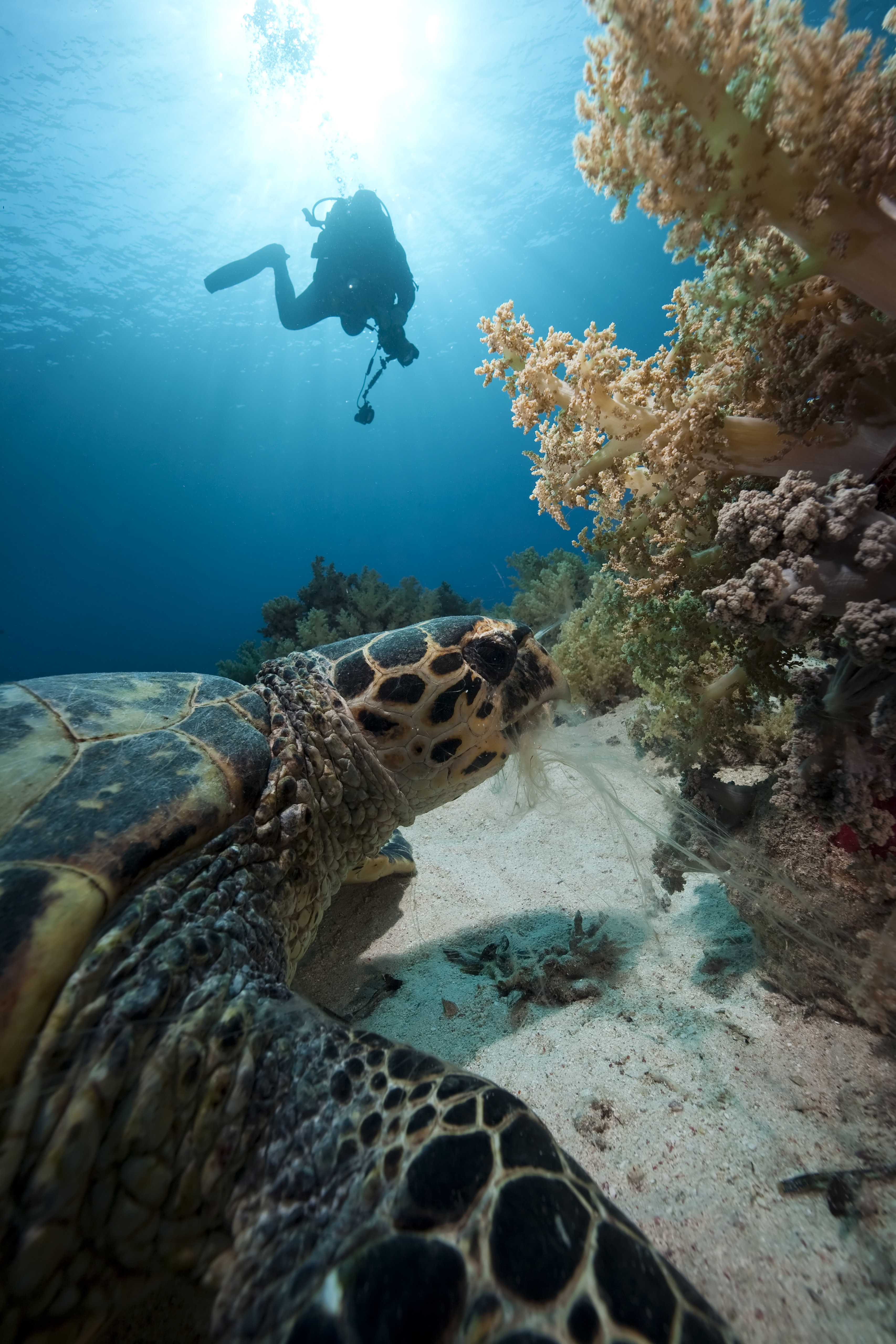 Underwater photographer captures turtle approaching coral while another diver heads to the surface