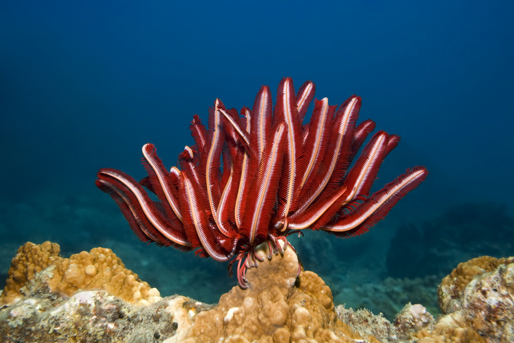 Vibrantly colored red and white feather star sways side to side in the warm ocean waters as diver's take underwater photos in the distance