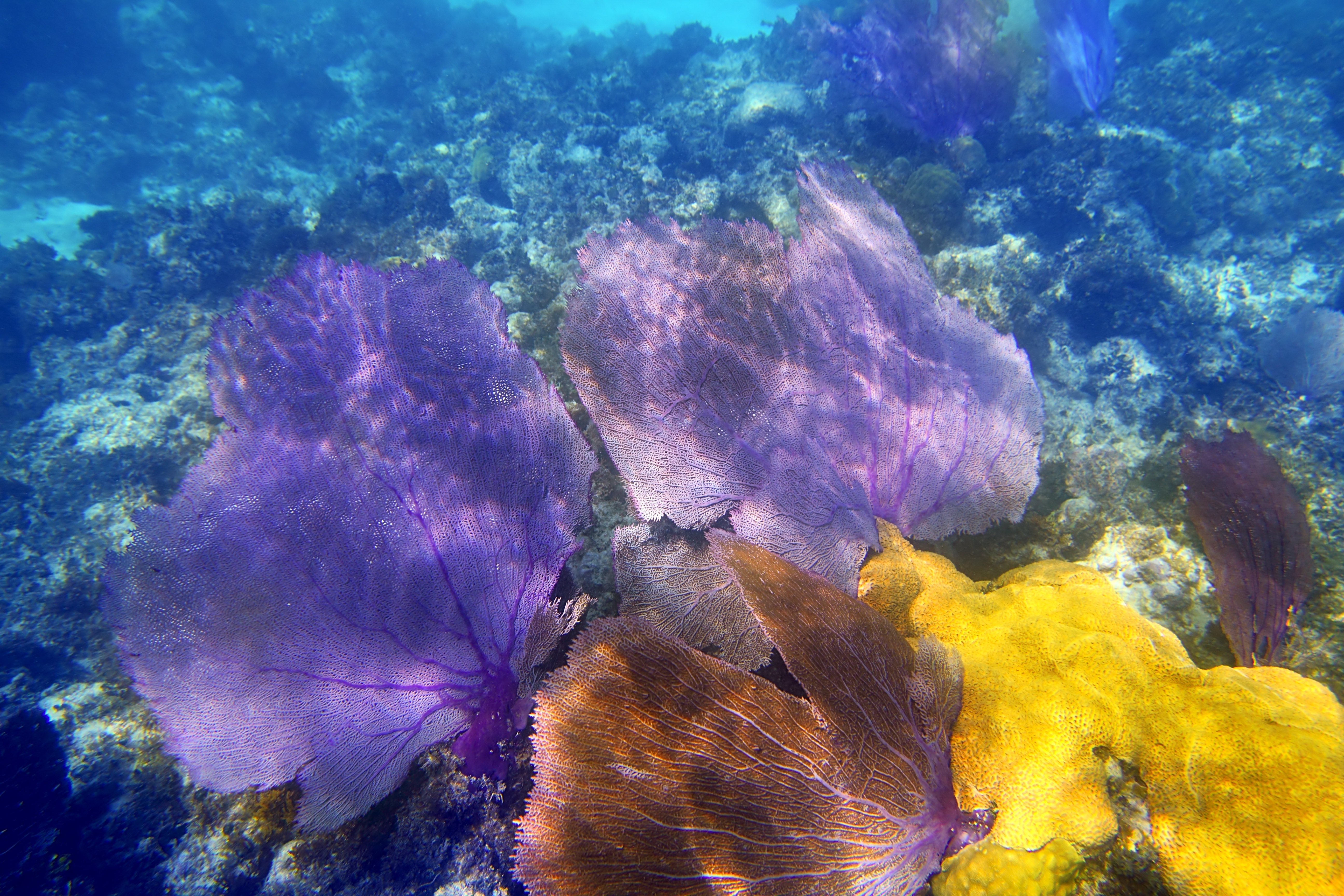 Yellow, red, purple, and lavendar gorgonians sway side to side in the shallow waters of the ocean