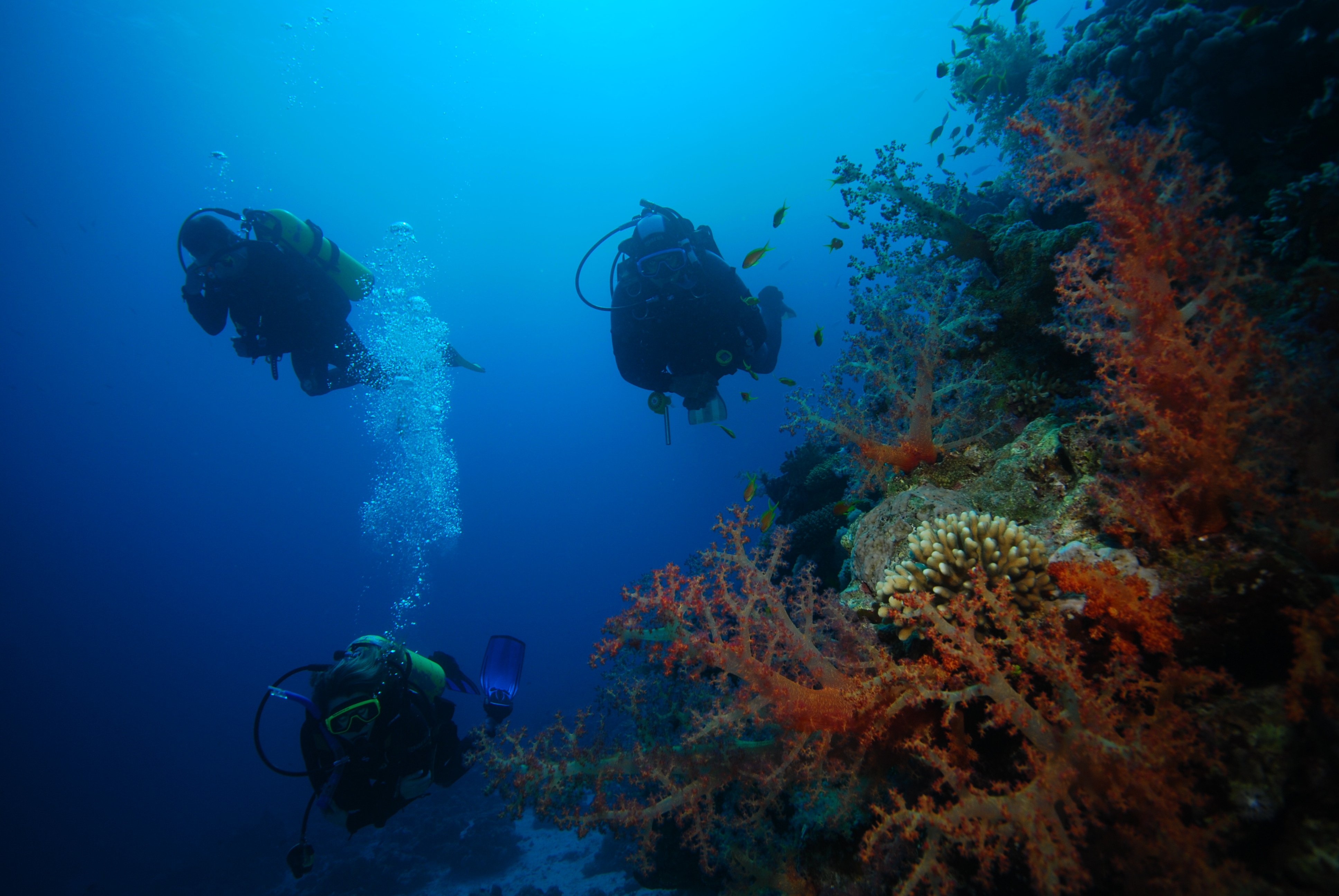 several professional divers exploring coral reef 