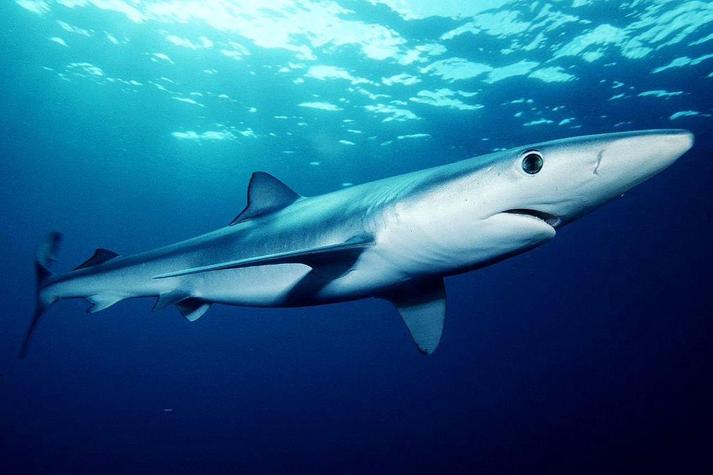 Bright eyed blue shark swims about at the Condor Shark dive site on Faial Island, Portugal