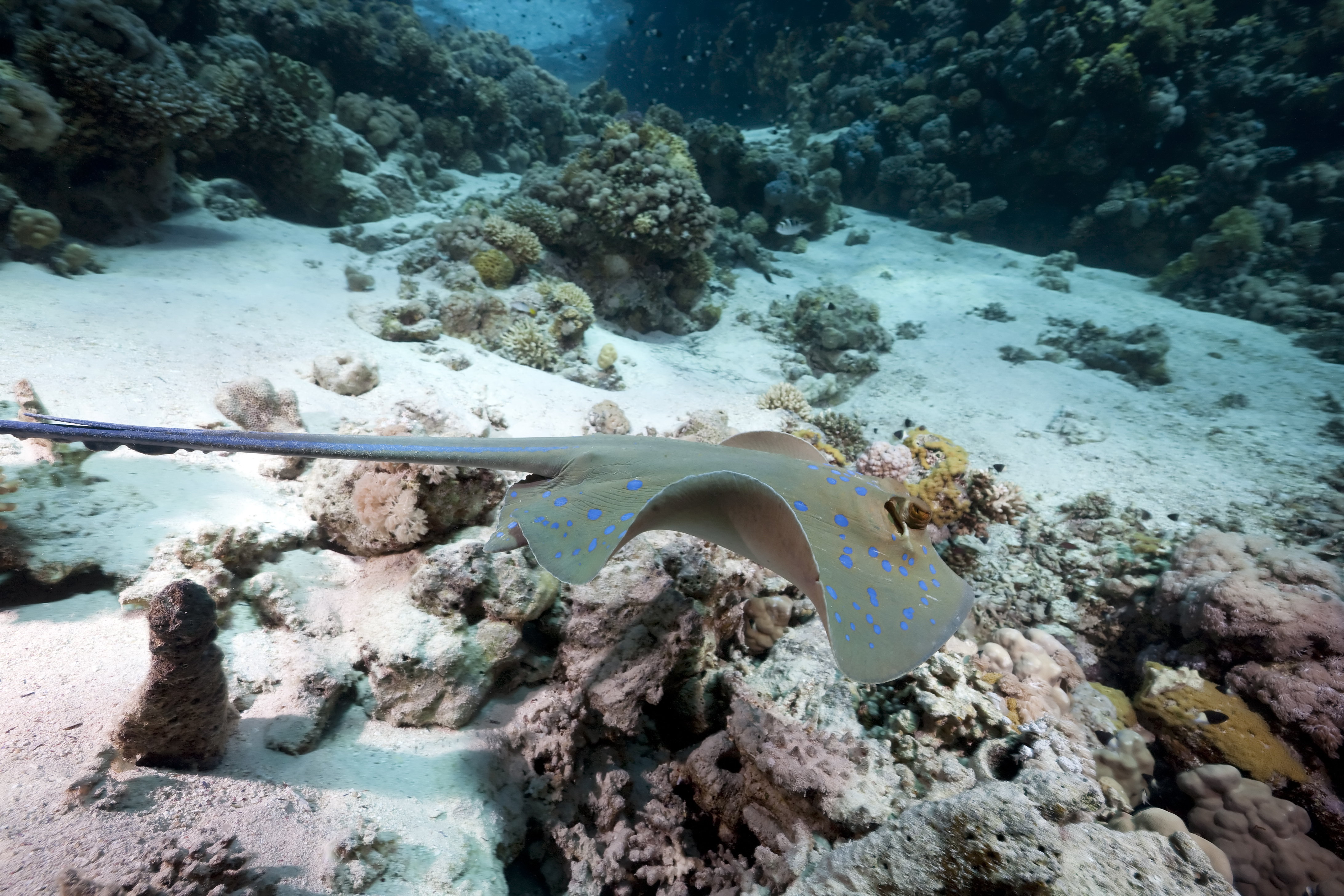 Blue spotted stingray hovers above coral structures at Turtle Island in Vietnam