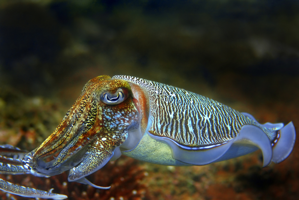 Large cuttlefish smiles for diver photos while they explore the Burgau Wreck in Portugal&#039;s Algarve Coast