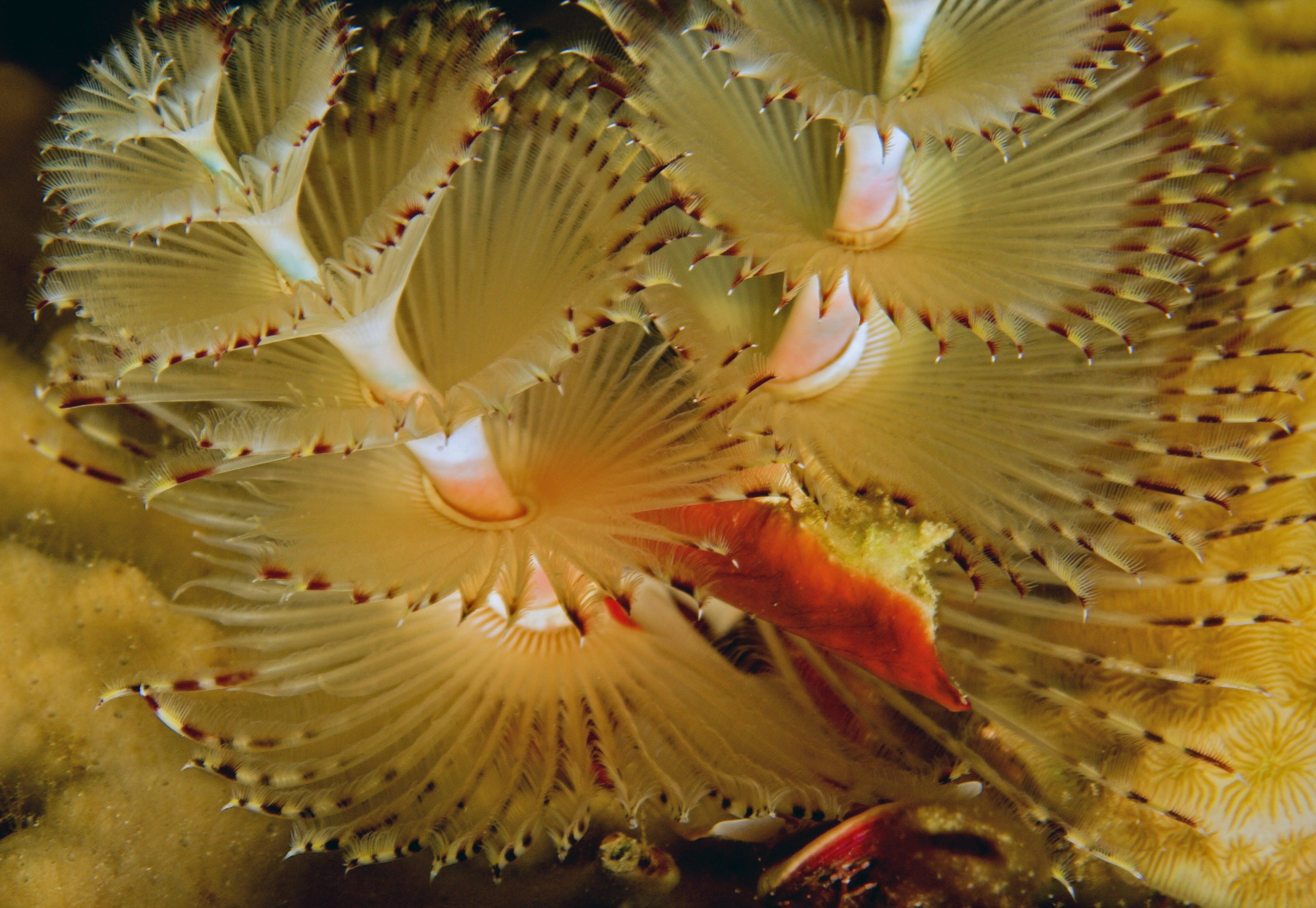 Vibrant christmas tree worms extend themselves at Lang Tengah's Goby Garden dive site in Malaysia