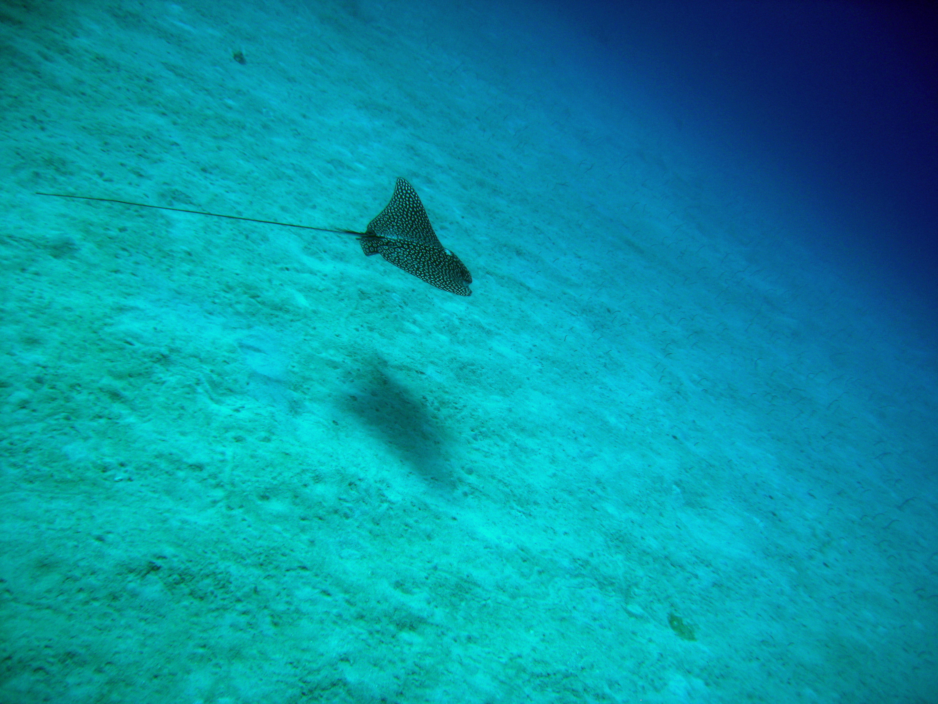 Large eagle ray glides along the sandy bottom of the Eagle Ray Garden dive site in Thaa Atoll, Maldives