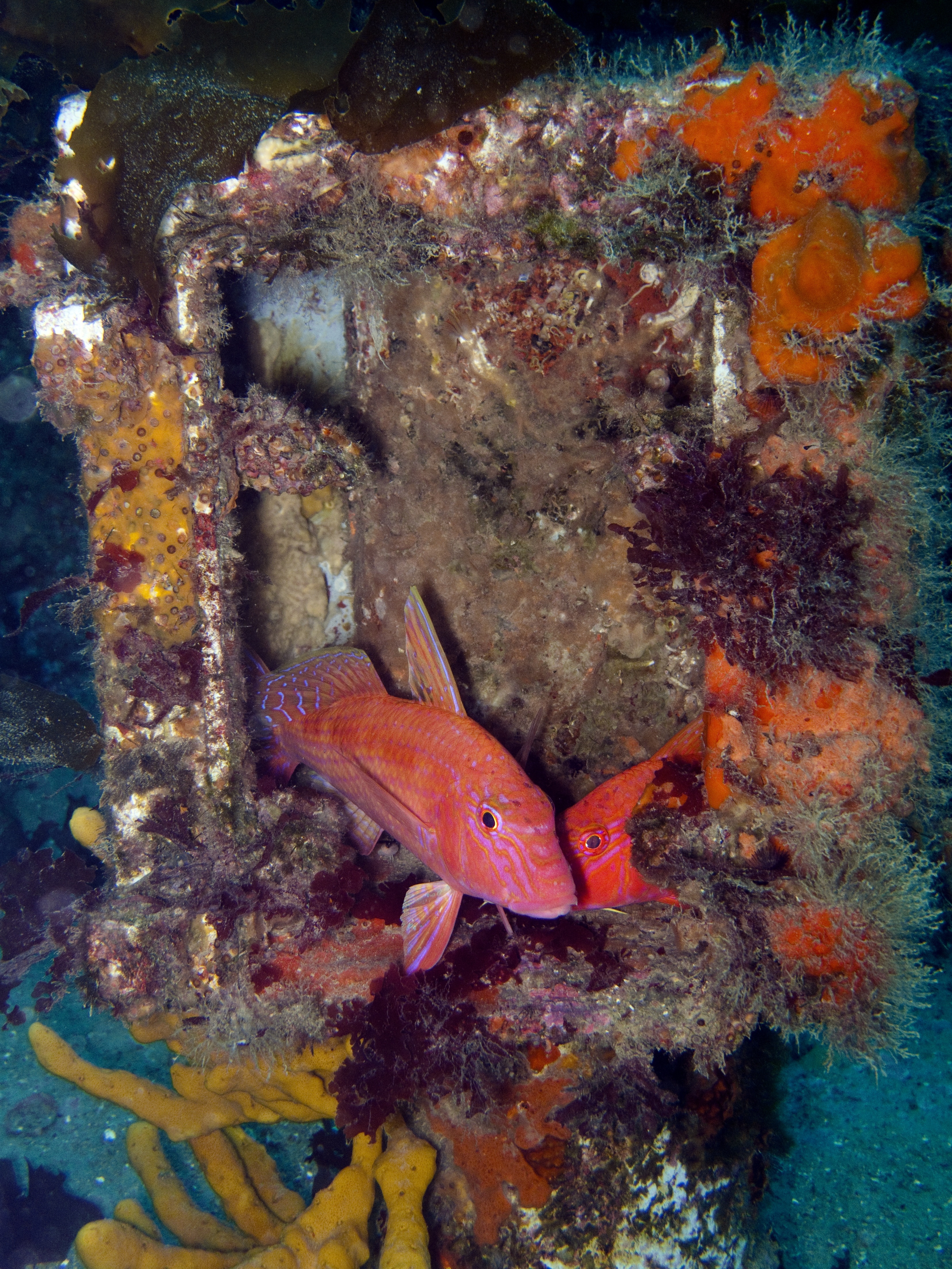 Fish exploring a portion of the East Point Artificial Reef dive site in Australia's Northern Territory