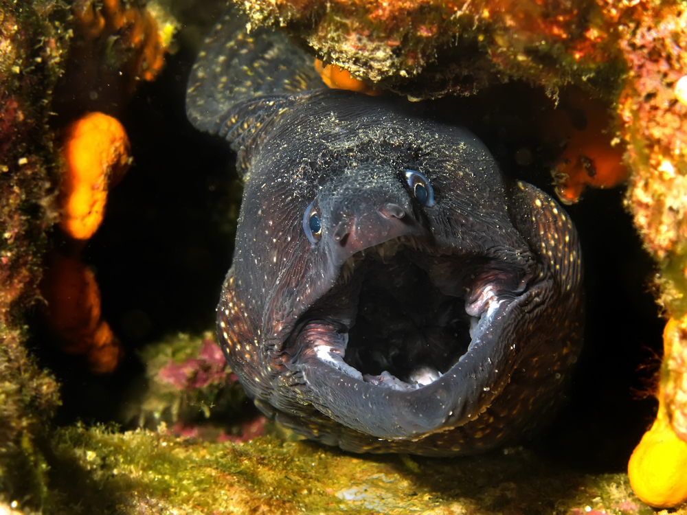 Magnificent moray eel peers out from rock formations at the Sheep Dip dive site in Larnaca, Cyprus