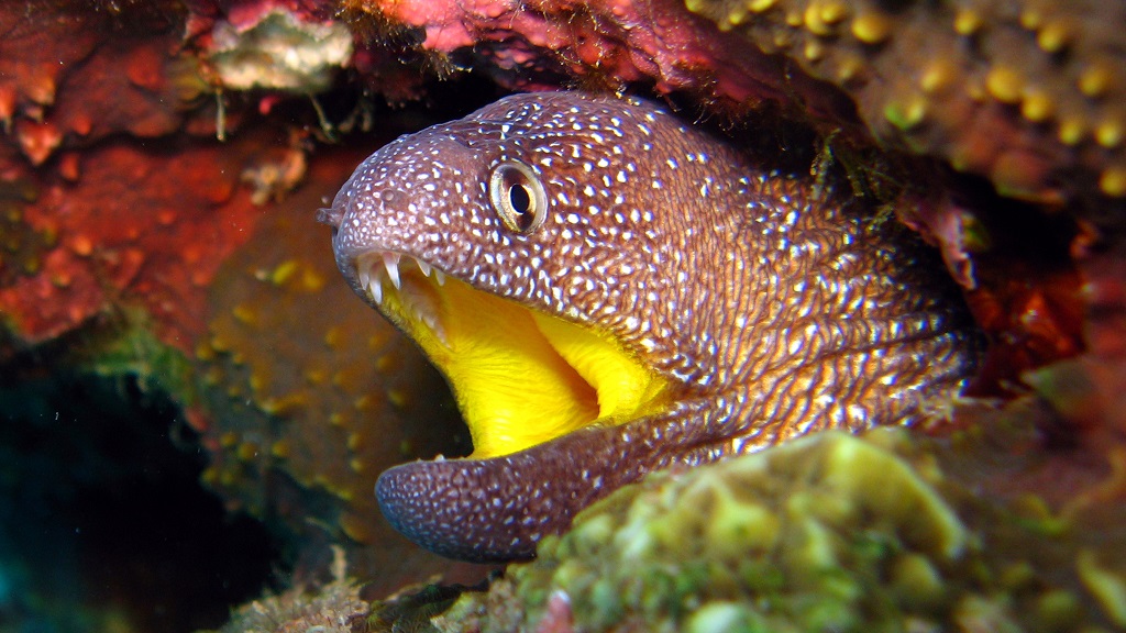 Beautiful moray eel camouflages himself against coral structures at the Dry Rocks East dive site in BVI&#039;s Cooper Island