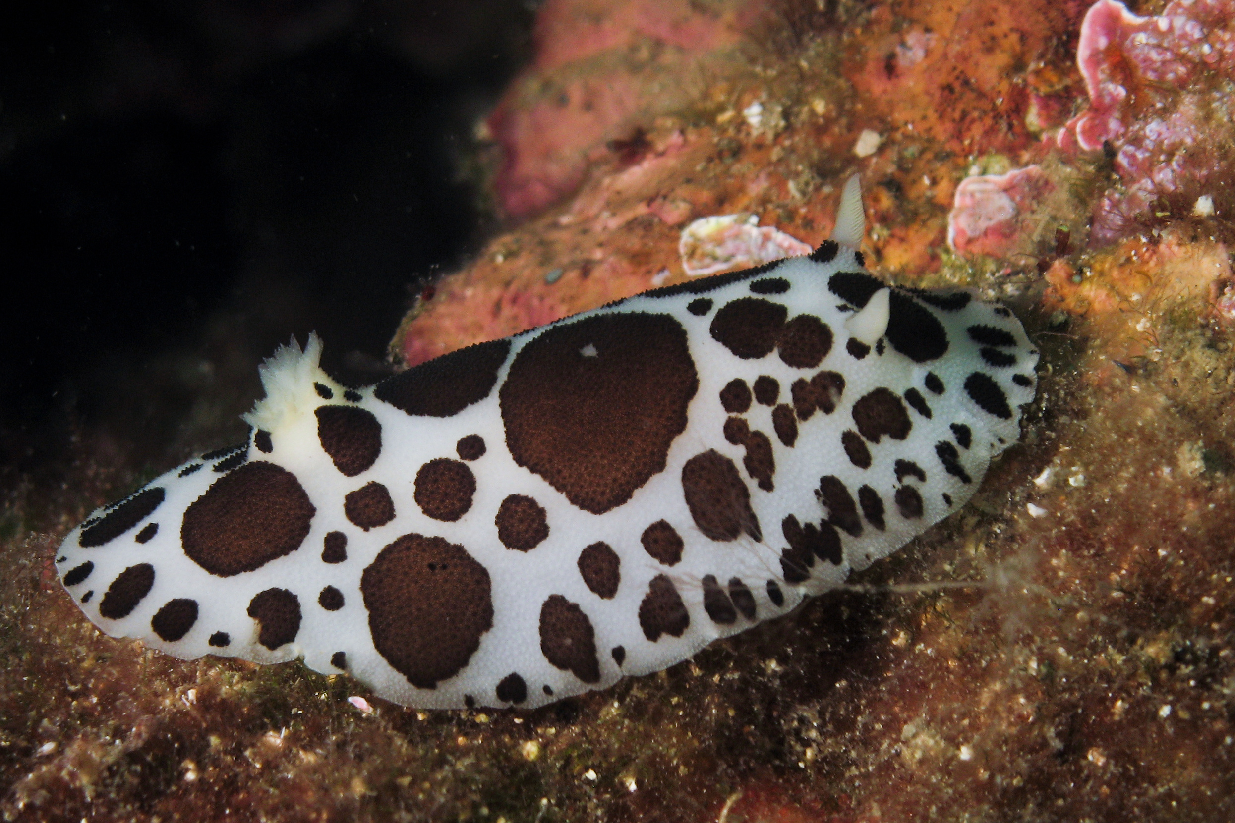 White and brown spotted nudibranch crawls along the coral structures at the Reis Magos dive site on Madeira Island, Portugal