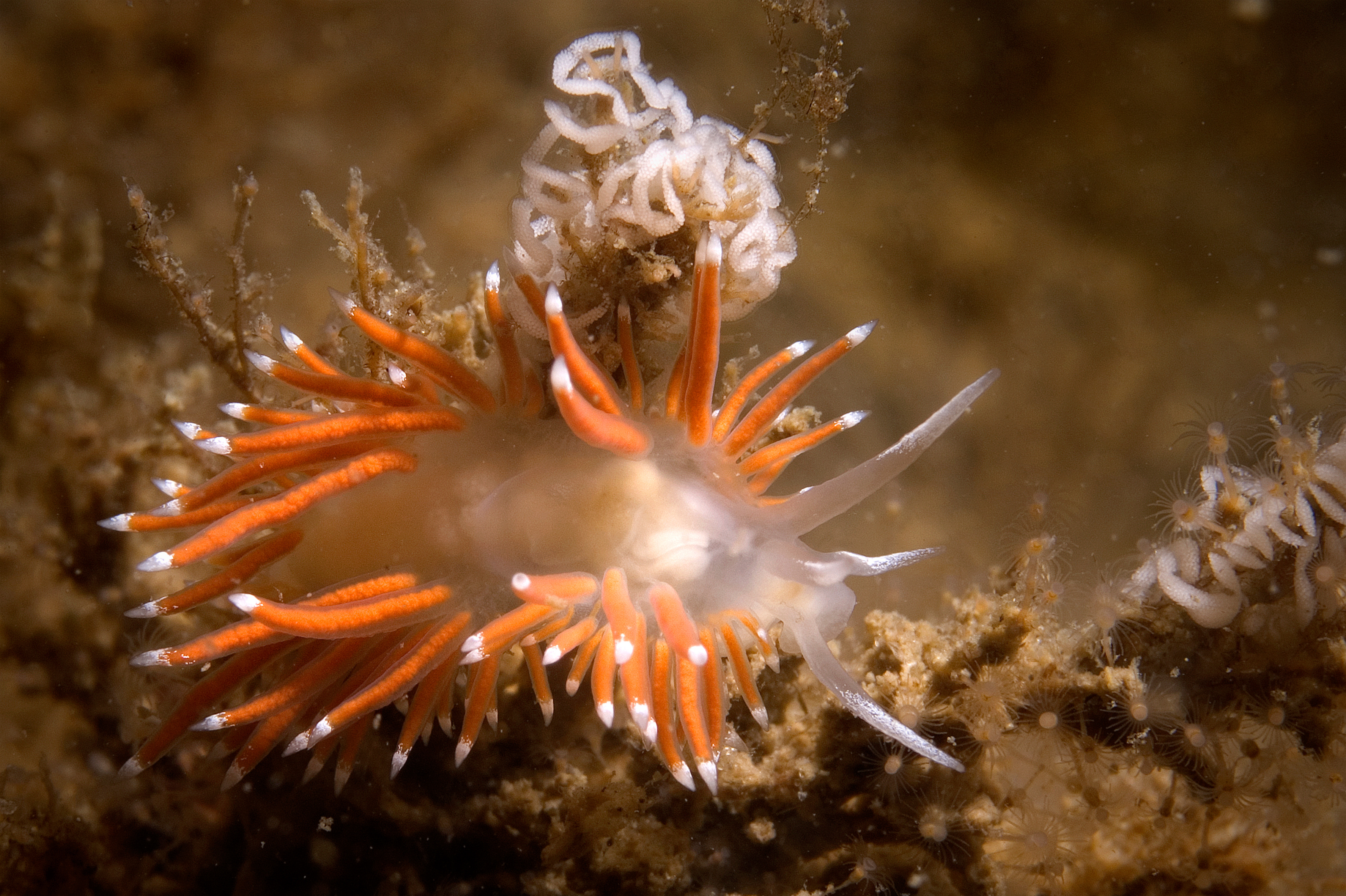 Nervous nudibranch clings to coral structures at the Sooke Bluffs Park dive site in Victoria, Canada