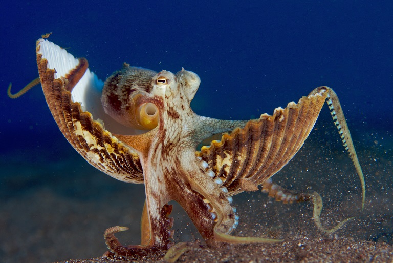 Octopus makes a bold move to avoid diver photos at the Observation Point dive site in Papua New Guinea&#039;s Milne Bay