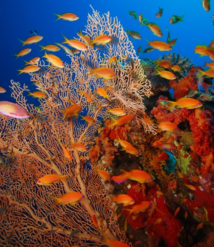 Beautiful bright orange gorgonian surrounded by fishes at the Cap l'Aeille Nord dive site in Banyuls-sur-Mer, France