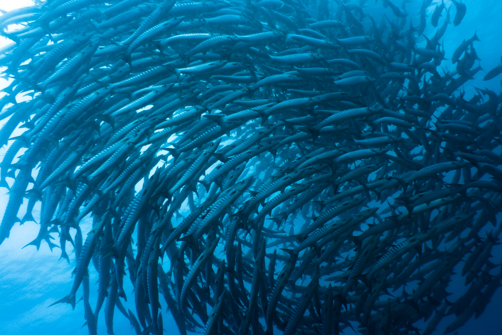 Schooling mackerel move about the Baixa do Amigo dive site on Flores Island in Portugal