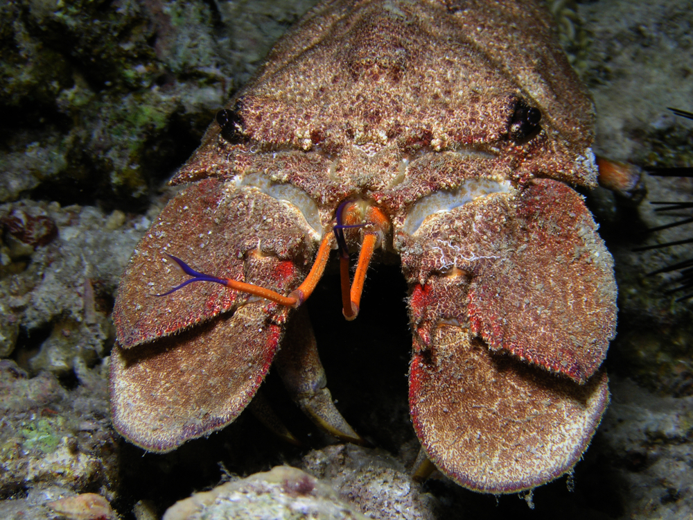 Large slipper lobster smiles for underwater cameras at the Fradinhos dive site on Terceira Island in Portugal