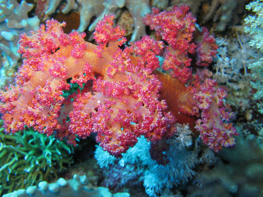 Beautiful bright orange soft coral at the wall dive site on Lefkas Island in Greece