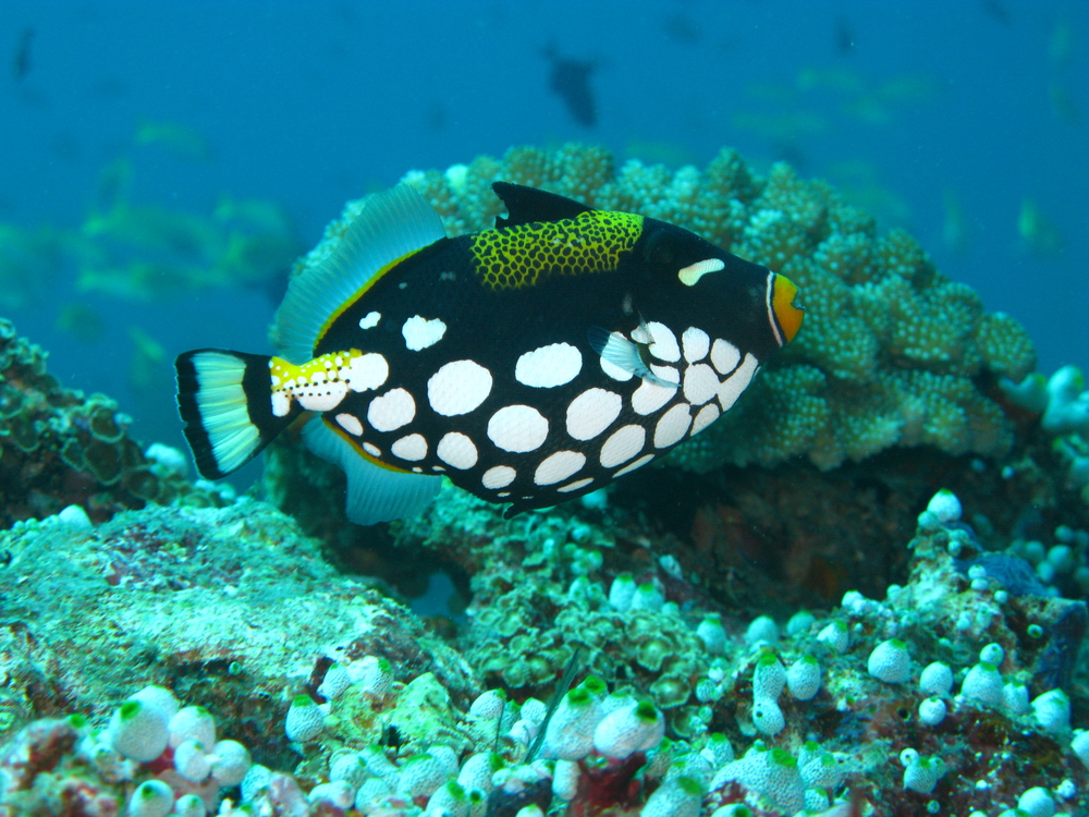 Beautiful black, white, and yellow triggerfish circles coral structures looking for its next meal
