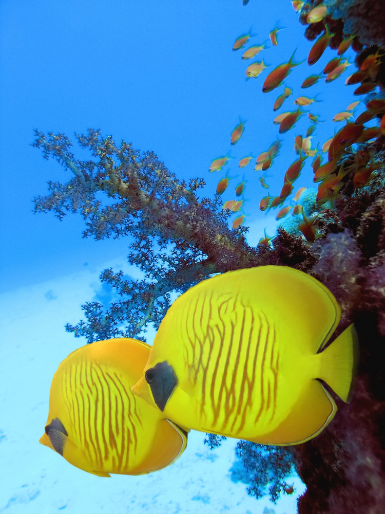 Pair of butterflyfish roam about the corals along the sandy bottom of the White Rock dive site in Koh Samui, Thailand